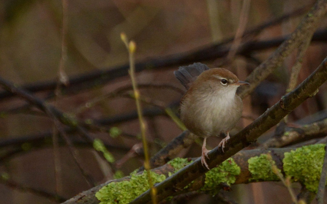 Winter wildlife gardening