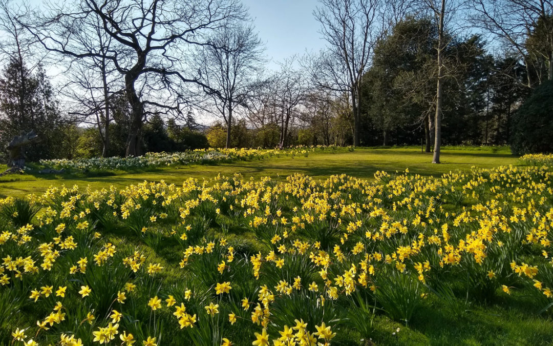 NGS Snowdrop Festival 2021