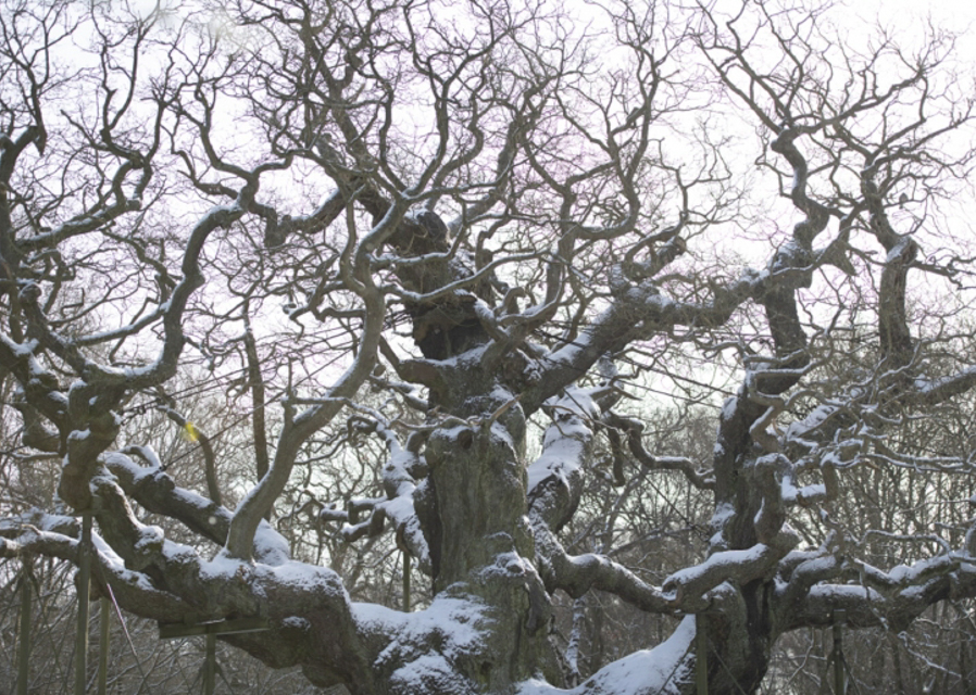 Take part in the festive events planned at RSPB Sherwood Forest Visitor