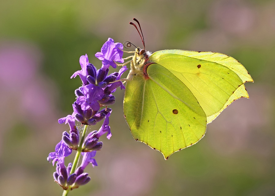 Wildlife to watch out for in February